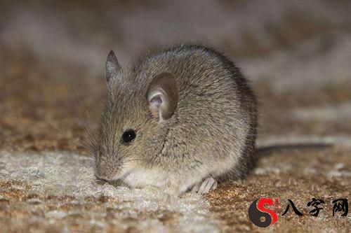 梦到老鼠爬自己身上