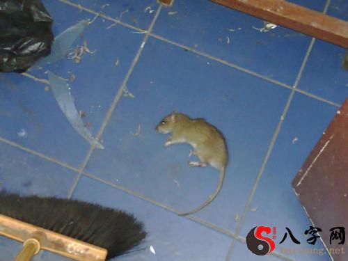 梦到他人打老鼠