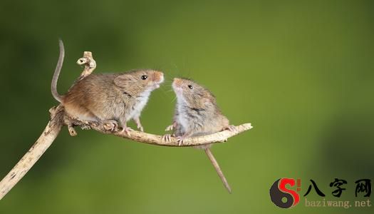 梦到老鼠爬到自己身上