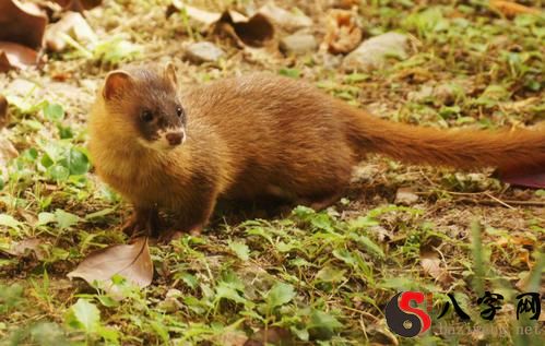 梦到被黄鼠狼咬手