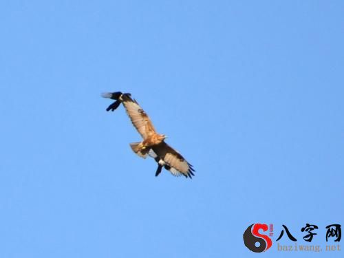 梦到大鸟在天上飞