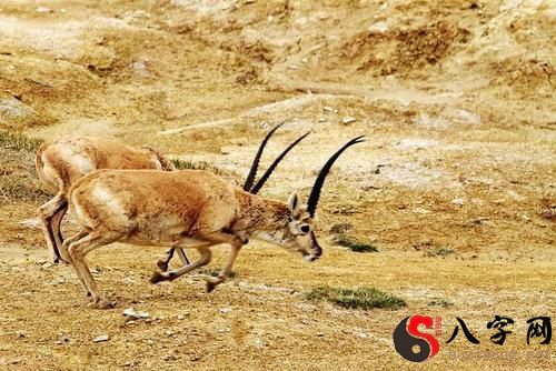 梦到藏羚羊