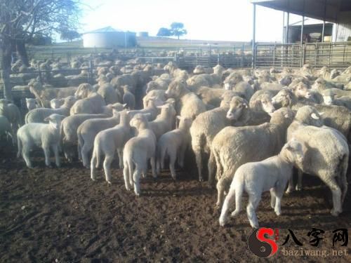 梦到大羊生小羊