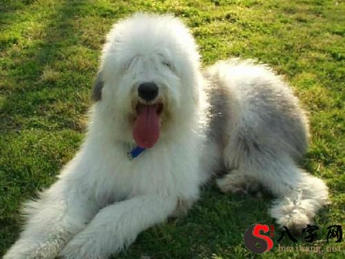 梦到古代牧羊犬