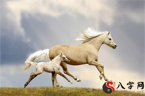 梦到马在奔跑