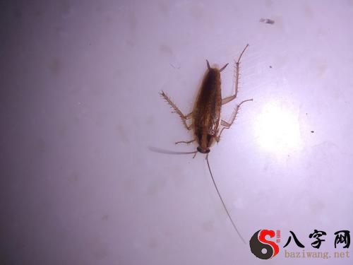 梦到满屋子是虫子