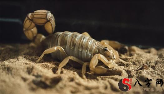 梦到蝎子和潮虫