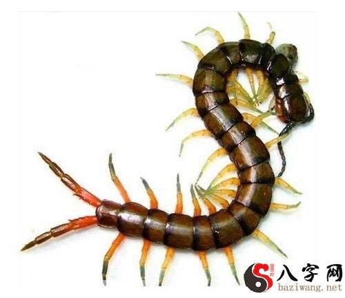 梦到满身的虫子