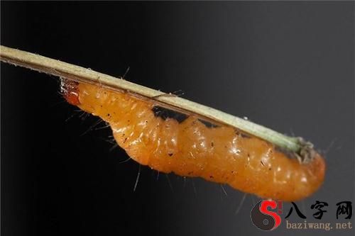 梦到蛆虫爬身上