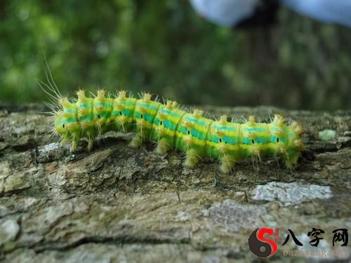 梦到毛毛虫在身上