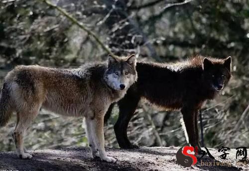 梦到狼不吃人追牛