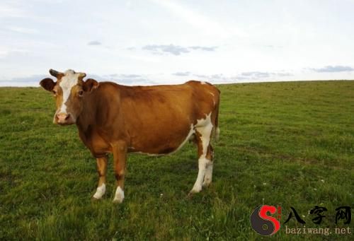 梦到好多牛在天上飞