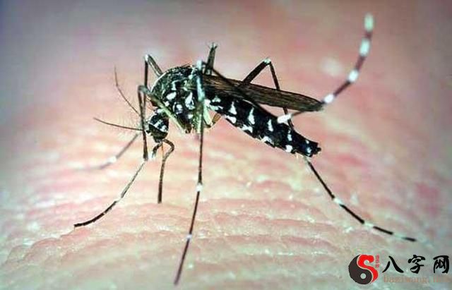 梦到蚊子始终在耳边叫