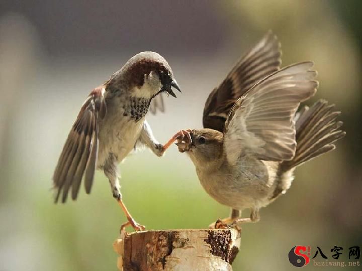 梦到麻雀飞进家中