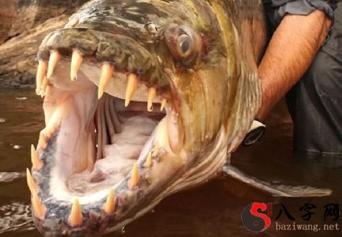 梦到食人鱼要吃我