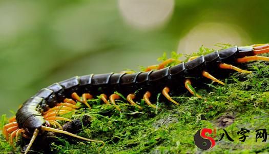 梦到好大一只蜈蚣