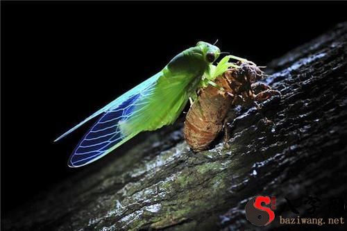 梦到看到金蝉脱壳