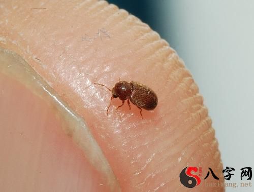 梦到许多虫子在腿上