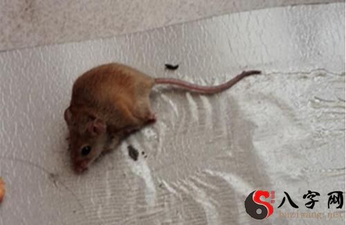 梦到老鼠往自己身上窜