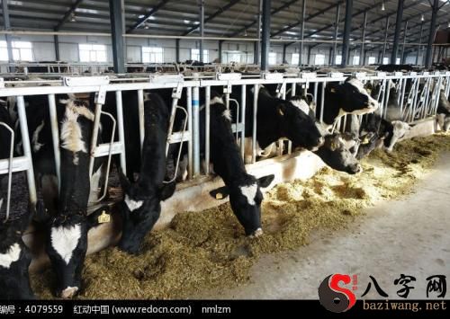 梦到好多牛圈相处