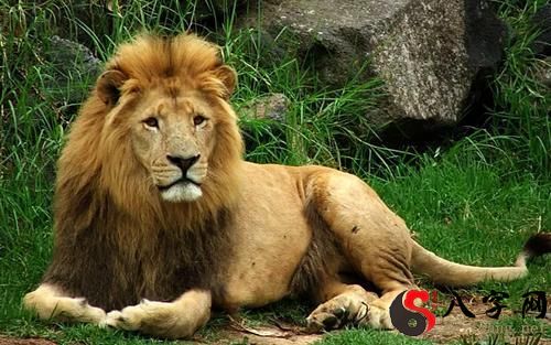 梦到老虎和狮子打架