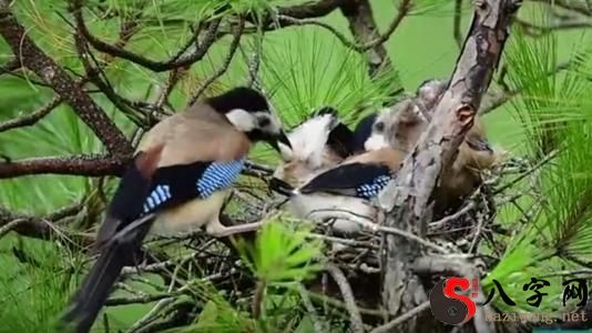 梦到喂小鸟吃食