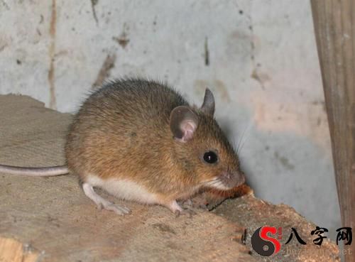 梦到老鼠爬在身上