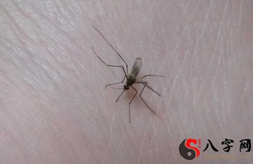 梦到蚊子咬我