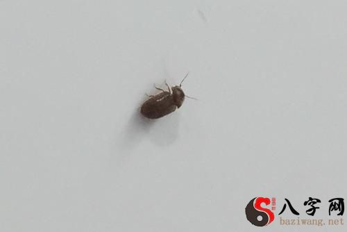 梦到一群小虫子在头上飞