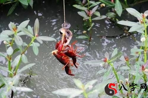 梦到钓龙虾
