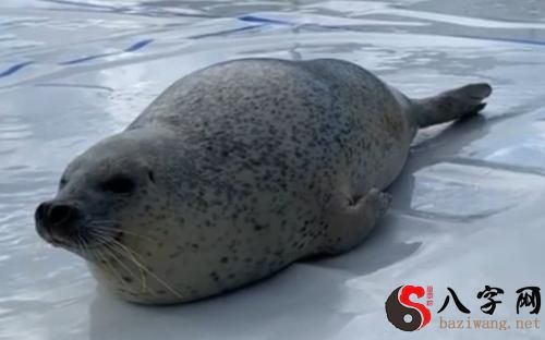 梦到海豹