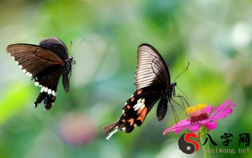 梦到蝴蝶飞来