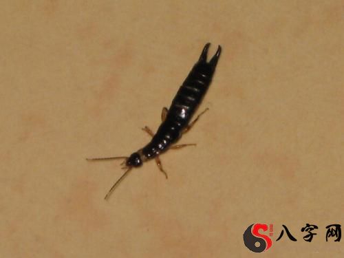 梦到黑虫