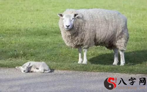 梦到小羊羔死掉