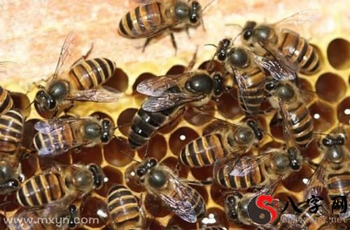 梦到好多蜜蜂在头上