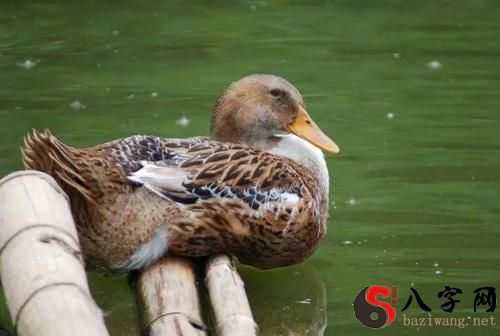 梦到鸭子在游泳