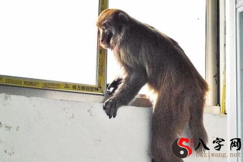 梦到猴子爬窗子