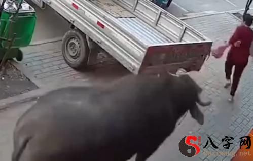 梦到被疯牛追赶