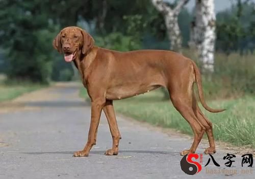 梦到一只温和的大狼狗