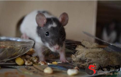 梦到妈妈家有老鼠