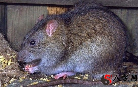 梦到打死老鼠出血