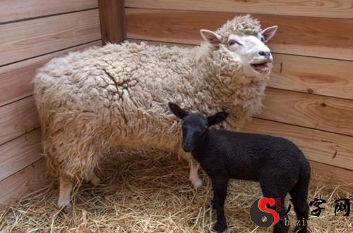 梦到黑羊咬自己