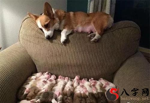 梦到大狗生了一窝小狗