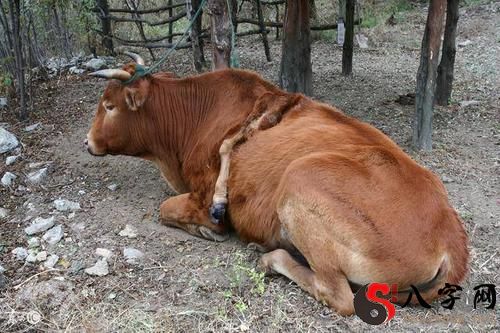 梦到骑黄牛回家