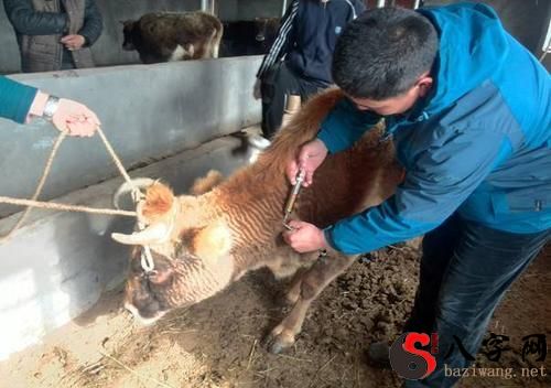 梦到发疯的属牛到处乱撞