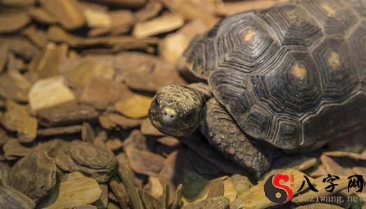 梦到乌龟咬自己