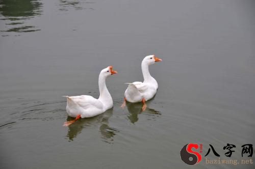 梦到一只大白鹅