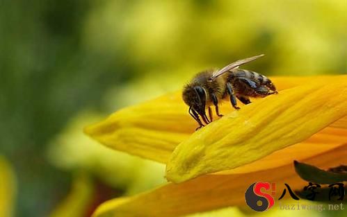 梦到蜜蜂窝和许多蜜蜂