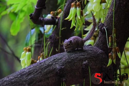 梦到老鼠跑到米里