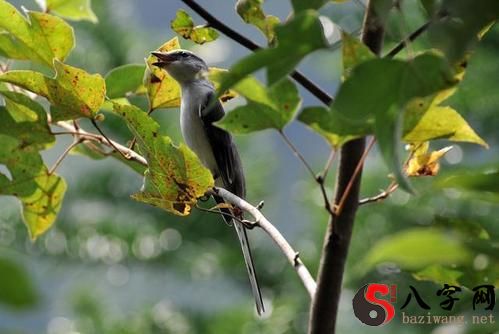 梦到一只美丽的小鸟